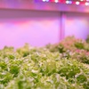 image:imageFeit Electric 19W 2ft LED Grow Light 1200 Lumens 6500K GLP24ADJS19WLEDWhite